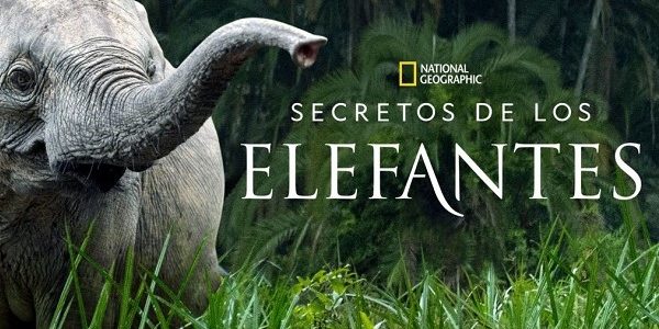 Secretos de los elefantes en Disney+