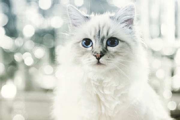 choupette